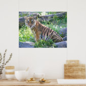 Tiger Cub Portret 2 Poster (Keuken)