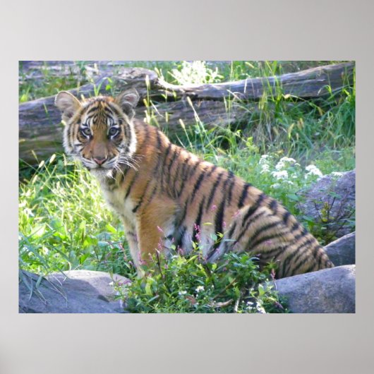 Tiger Cub Portret 2 Poster (Voorkant)