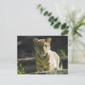Tiger Cub Portret 4 Briefkaart (Staand voorkant)