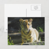 Tiger Cub Portret 4 Briefkaart (Voorkant / Achterkant)