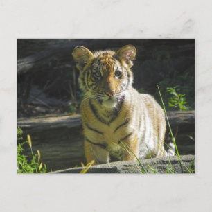 Tiger Cub Portret 4 Briefkaart