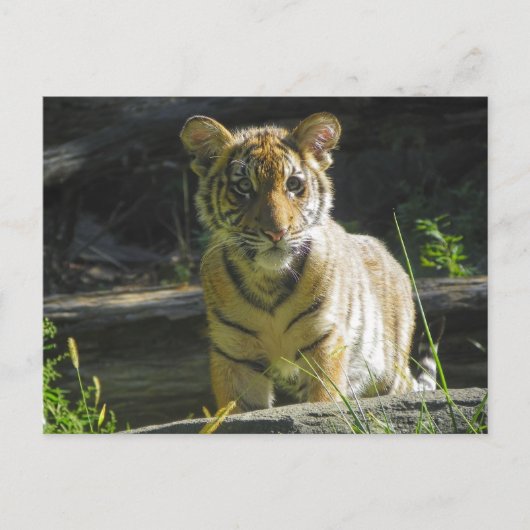 Tiger Cub Portret 4 Briefkaart (Voorkant)