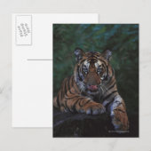 Tiger Cub Reclines on Rock Briefkaart (Voorkant / Achterkant)