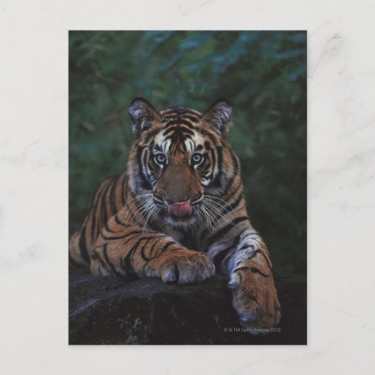 Tiger Cub Reclines on Rock Briefkaart (Voorkant)