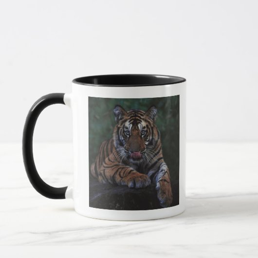 Tiger Cub Reclines on Rock Mok (Links)
