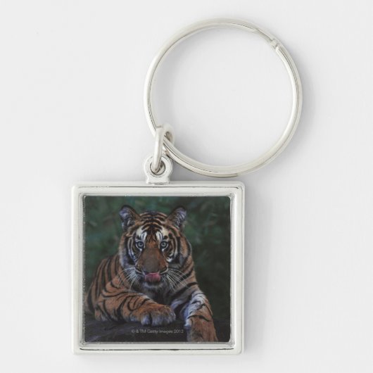 Tiger Cub Reclines on Rock Sleutelhanger (Voorkant)