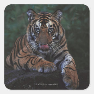 Tiger Cub Reclines on Rock Vierkante Sticker