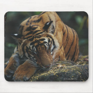 Tiger Cub-slaaps op Rock Muismat