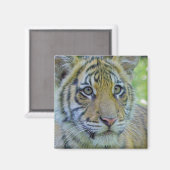 Tiger Cub Sluiten Portret Magneet (Voorkant / Achterkant)