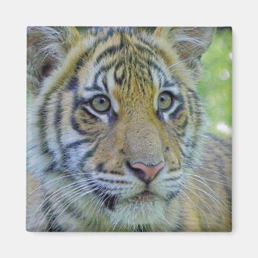 Tiger Cub Sluiten Portret Magneet (Voorkant)