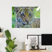 Tiger Cub Sluiten Portret Poster (Thuiskantoor)