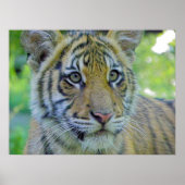 Tiger Cub Sluiten Portret Poster (Voorkant)