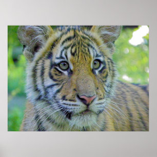 Tiger Cub Sluiten Portret Poster