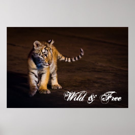 Tiger Cub Walking Poster (Voorkant)