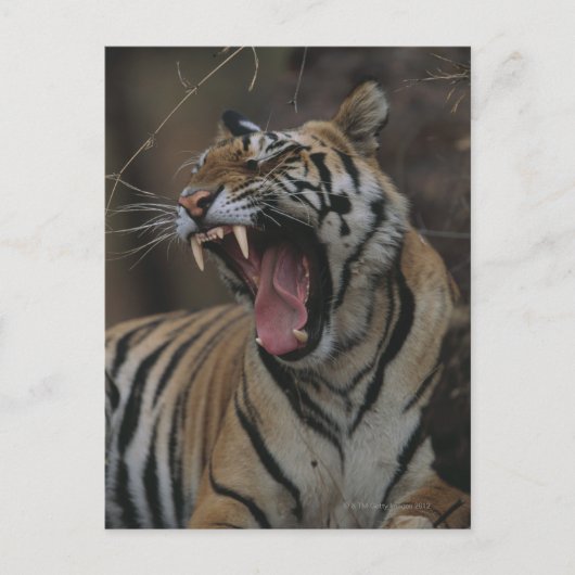 Tiger Cub Yawning Briefkaart (Voorkant)