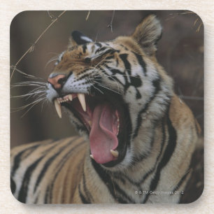 Tiger Cub Yawning Drankjes Onderzetter