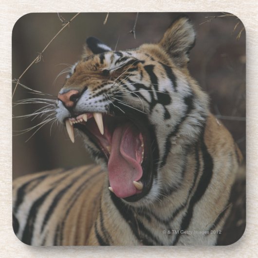 Tiger Cub Yawning Drankjes Onderzetter (Voorkant)