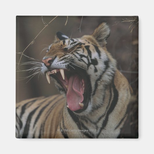 Tiger Cub Yawning Magneet (Voorkant)