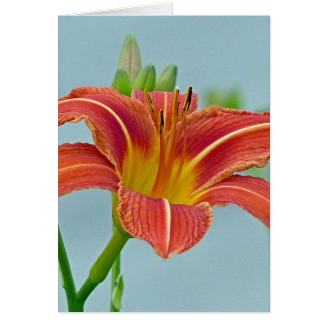 Tiger Daylily (Voorkant)