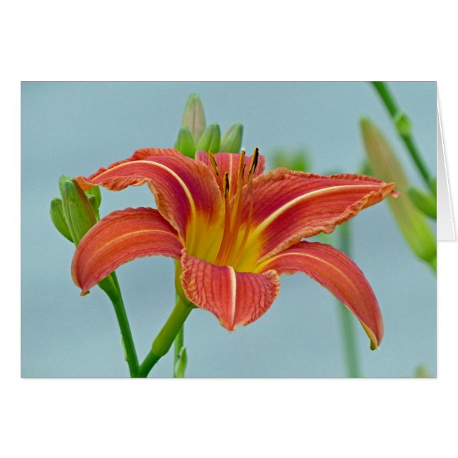 Tiger Daylily (Voorkant Horizontaal)