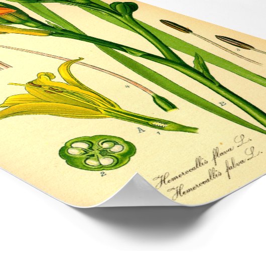 Tiger Daylily (Hemerocallis fulva) Print (Hoek)