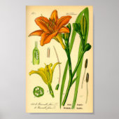 Tiger Daylily (Hemerocallis fulva) Print (Voorkant)