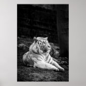 TIGER DENK POSTER (Voorkant)