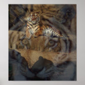 Tiger Doubletake Poster (Voorkant)