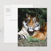 Tiger Enjoying Shade Briefkaart (Voorkant / Achterkant)