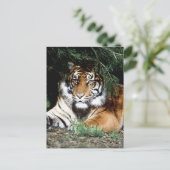Tiger Enjoying Shade Briefkaart (Staand voorkant)