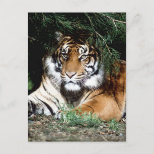 Tiger Enjoying Shade Briefkaart