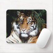 Tiger Enjoying Shade Muismat (Met muis)