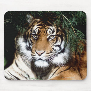 Tiger Enjoying Shade Muismat
