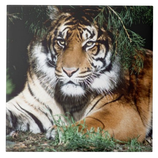 Tiger Enjoying Shade Tegeltje (Voorkant)