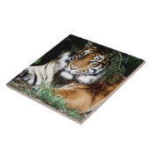 Tiger Enjoying Shade Tegeltje (Zijkant)