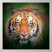 Tiger Eyes Art Print Poster (Voorkant)