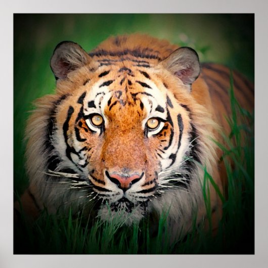 Tiger Eyes Art Print Poster (Voorkant)