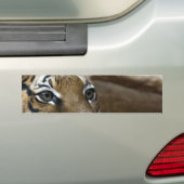 Tiger Eyes Bumpersticker (Op auto)