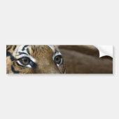 Tiger Eyes Bumpersticker (Voorkant)