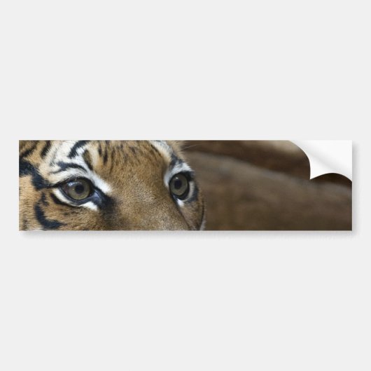 Tiger Eyes Bumpersticker (Voorkant)