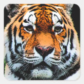 Tiger Eyes Inspirerend Vierkante Sticker (Voorkant)