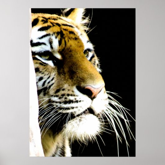 Tiger Eyes Poster (Voorkant)