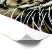 Tiger Eyes Poster (Hoek)