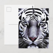 Tiger face briefkaart (Voorkant / Achterkant)
