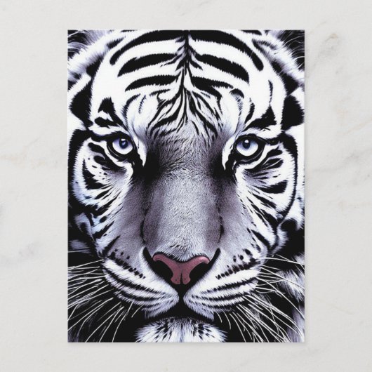 Tiger face briefkaart (Voorkant)