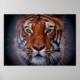 Tiger Face Eyes Stunning Big Cat A3 Poster