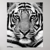 Tiger Face Poster (Voorkant)