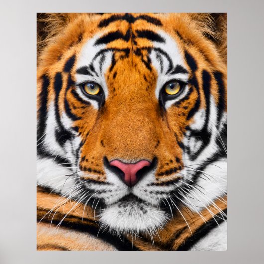 Tiger Face Poster (Voorkant)