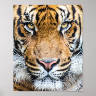 Tiger Face Poster