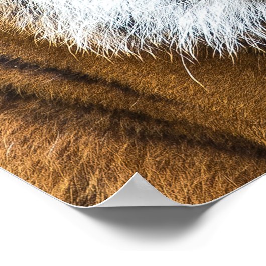 Tiger Face Poster (Hoek)